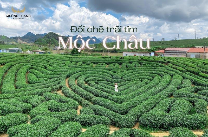 Du khách thích thú chụp ảnh tại các vườn hoa và đồi chè, khám phá mộc châu có gì đẹp qua ống kính